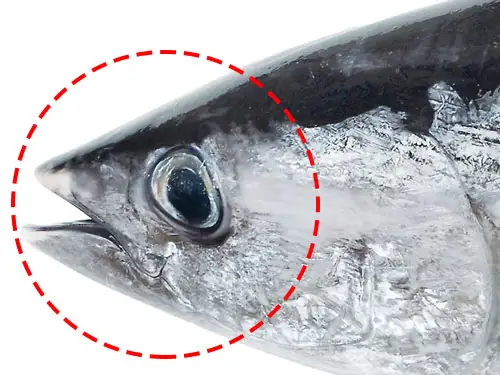 8時だよ 通販生活 マグロのあたま 公式 カタログハウスの通販サイト
