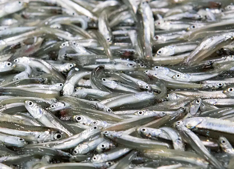 通販生活 薄焼いわし 公式 カタログハウスの通販サイト 通販生活 薄焼いわし 公式 カタログハウスの通販サイト