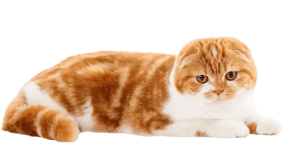 ネコ画像