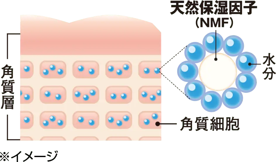 天然保湿因子イメージ