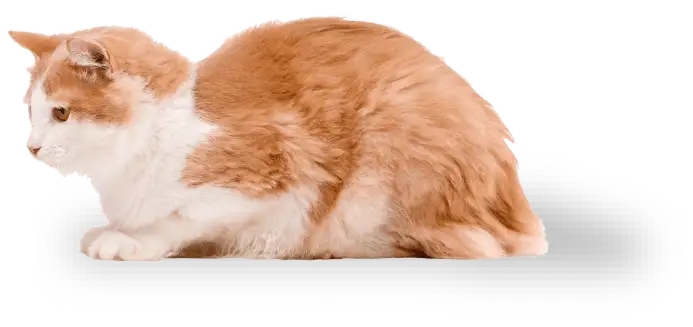 ネコ画像