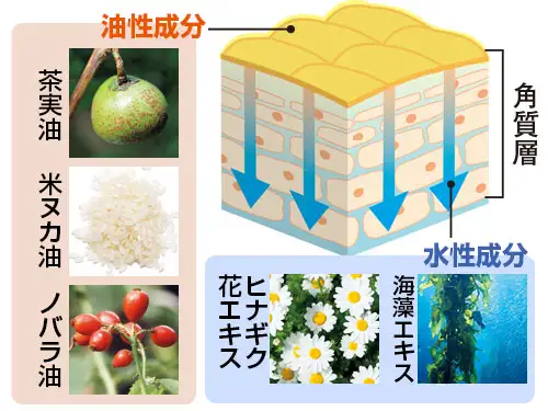 茶実油、米ヌカ油、ノバラ油などの4種の油性成分、ヒナギク花エキス、海藻エキスなど8種の水性成分で保湿。