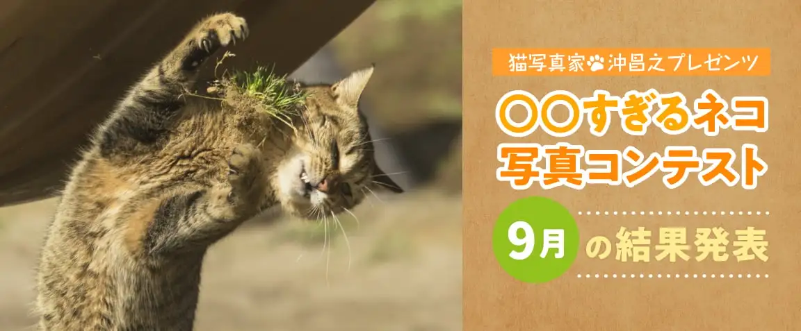 画像：〇〇すぎるネコ写真コンテスト