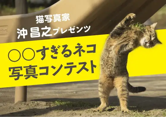 画像：〇〇すぎるネコ　写真コンテスト