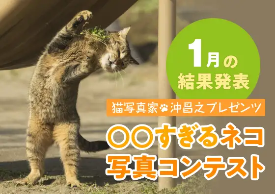 画像：〇〇すぎるネコ