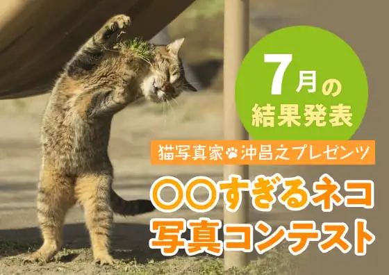 画像：〇〇すぎるネコ写真コンテスト