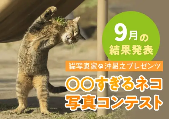 画像:〇〇すぎるネコ写真コンテスト