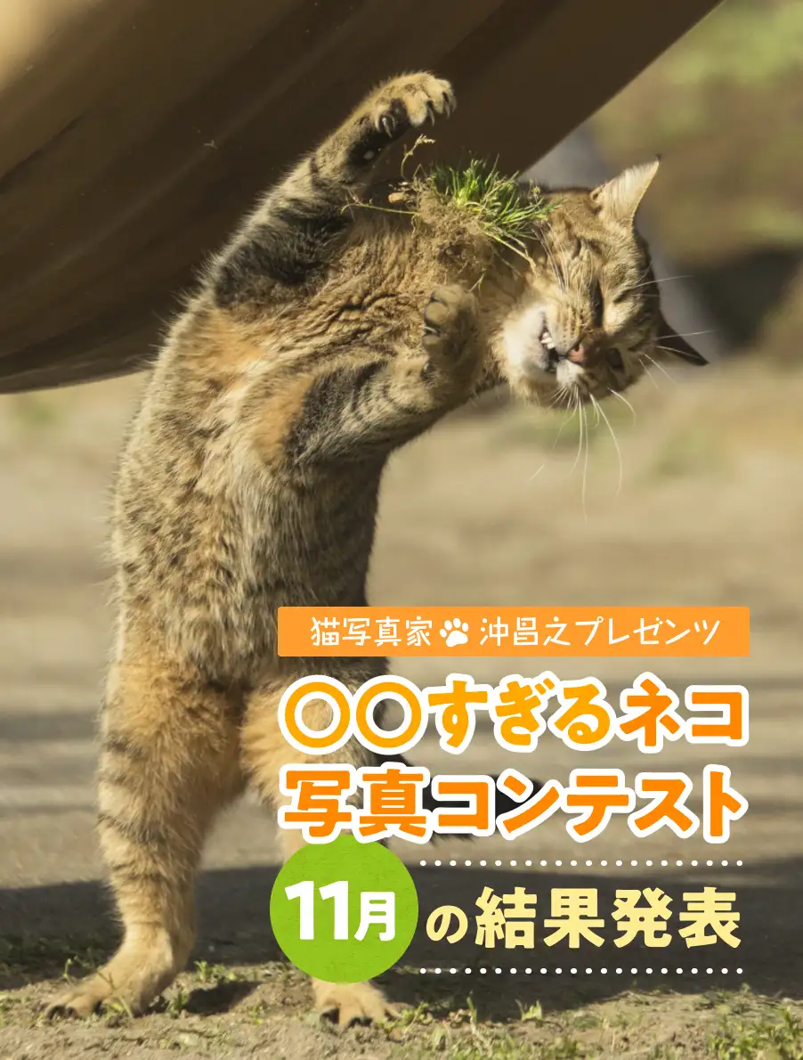 〇〇すぎるネコ