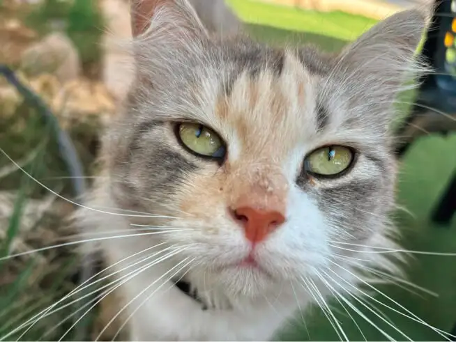 事務所で飼っていた猫。皆の癒しだった。 イメージ