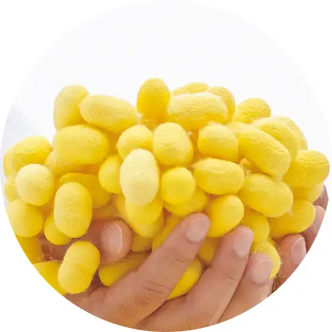 希少品種の「黄金繭」 イメージ