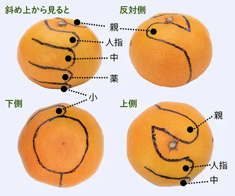 下描き（みかんを握ったときの指の形）のように切り込み線を入れる。イメージ