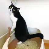 第2回「猫のトイレ」 イメージ