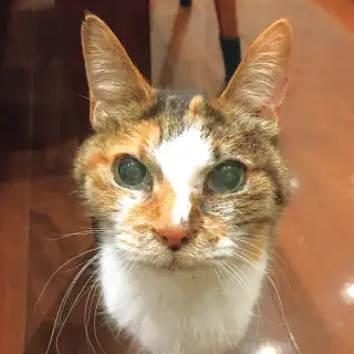 第3回「ご長寿猫」 イメージ