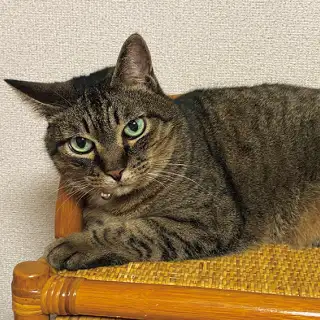 第６回「日本における猫の歴史の巻」 イメージ