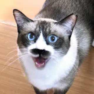 第7回「猫の鳴き声の巻」 イメージ