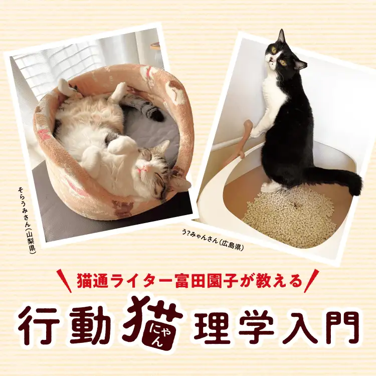 猫通ライター富田園子が教える 行動猫理学入門