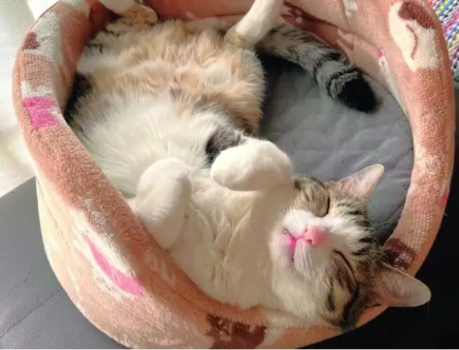 第1回「猫の眠り」 イメージ