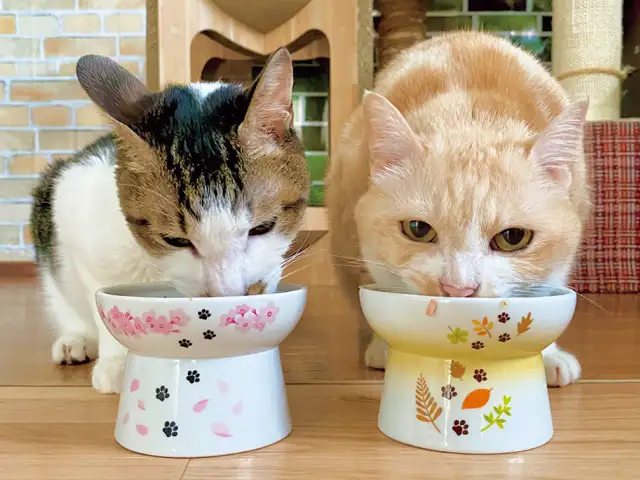 第3回「猫のごはん」 イメージ