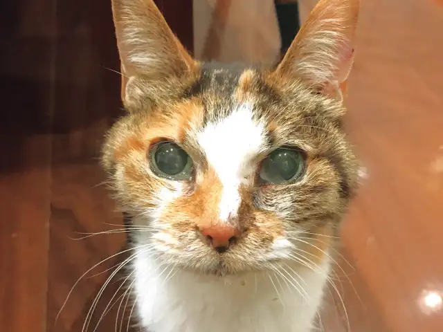 第4回「ご長寿猫」 イメージ