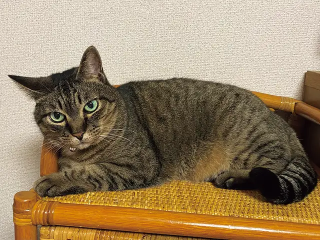 第5回「日本における猫の歴史の巻」 イメージ