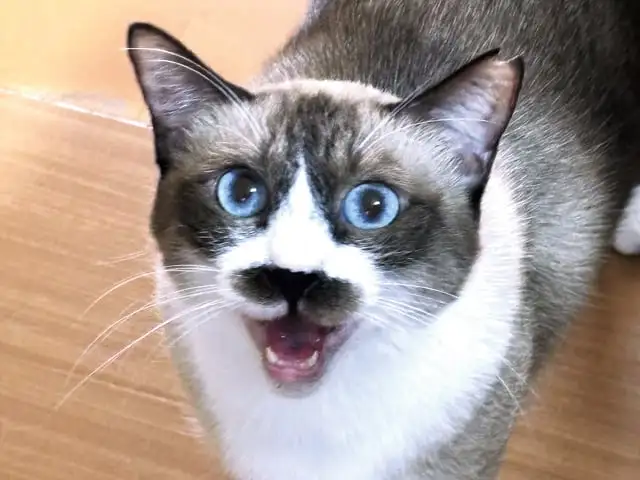 第7回「日本における猫の歴史の巻」 イメージ