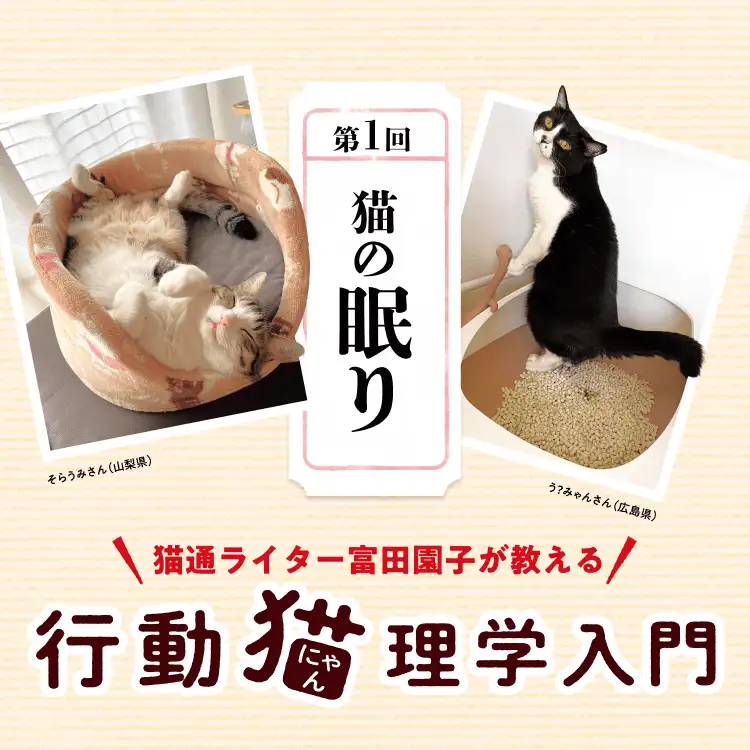 猫通ライター富田園子が教える 行動猫理学入門 第1回「猫の眠り」