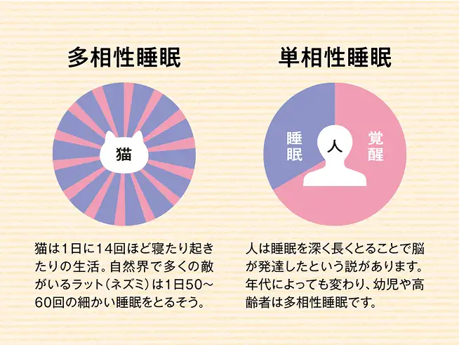多相性睡眠 単相性睡眠 イメージ