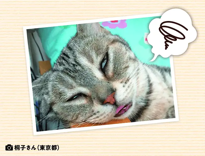 この前、猫が寝言を言っていました。夢でも見ているのでしょうか? イメージ