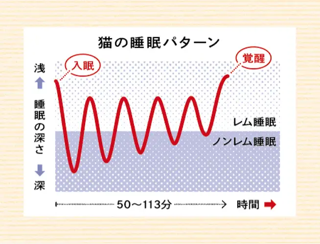 猫の睡眠パターン イメージ