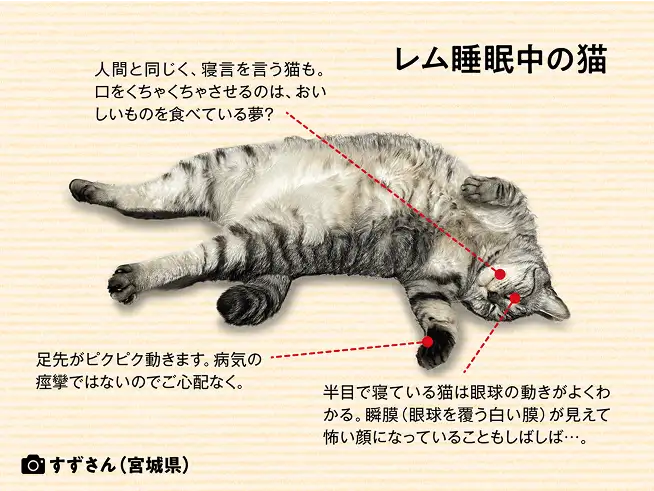レム睡眠中の猫 イメージ