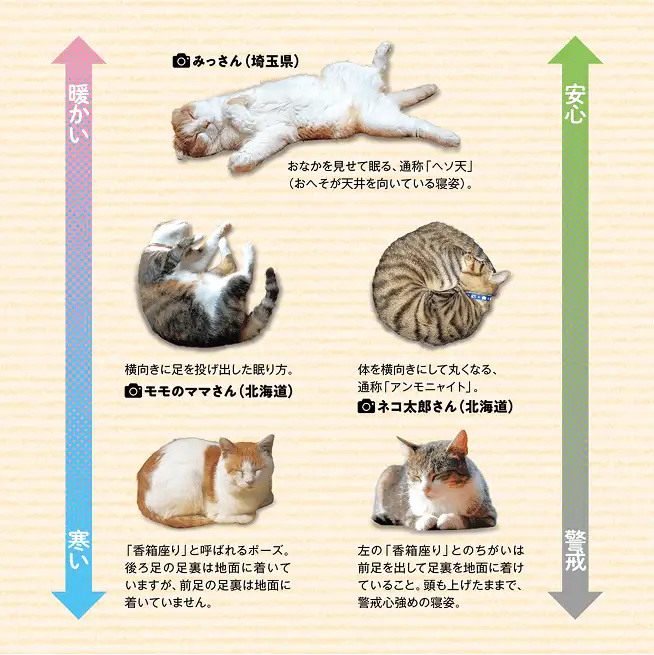 おなかを出して寝ていたり、丸まって寝ていたり、猫は気温によって寝姿を変える? イメージ