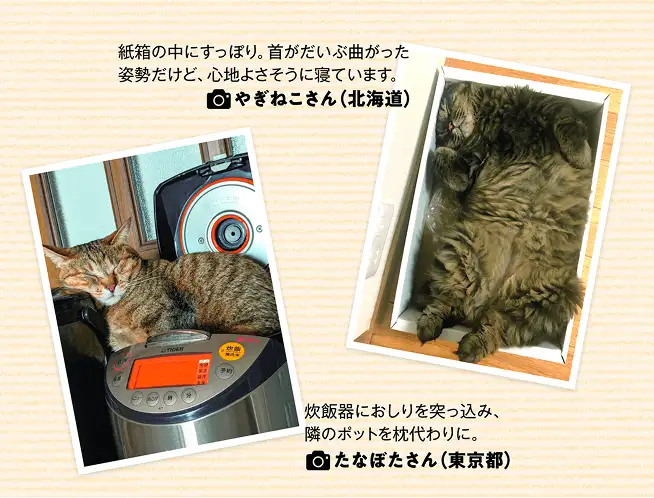 狭いところに入って寝たがるのはなぜでしょう? 窮屈で寝心地悪そうです… イメージ