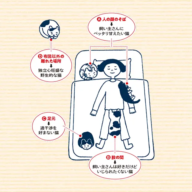 飼い猫の1匹は毎晩私の顔の横で、もう1匹は股の間で寝ています。この定位置に意味はありますか? イメージ