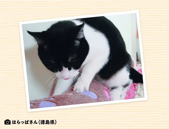 眠りにつく前に布団やクッションを前足で揉んでいます。このしぐさはいったい何? イメージ