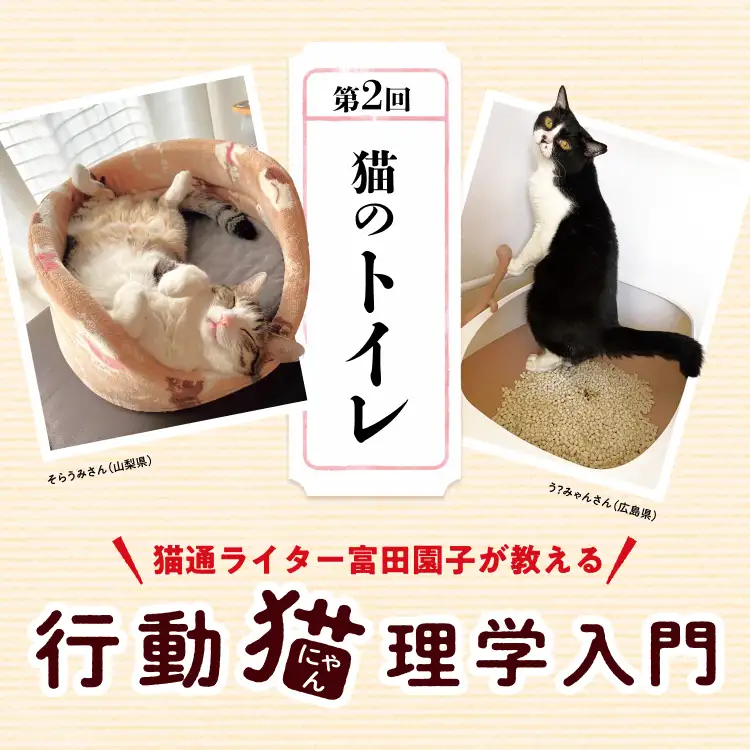 猫通ライター富田園子が教える 行動猫理学入門 第2回「猫のトイレ」