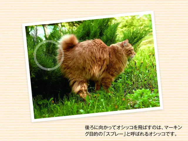 猫のウンチやオシッコってなんであんなにクサイんですか？ イメージ