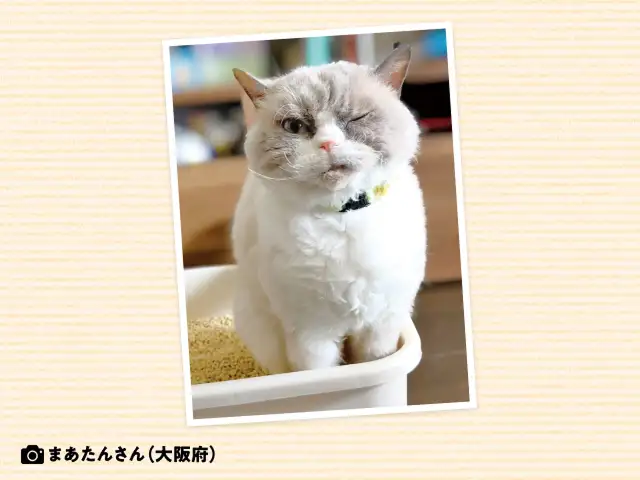 トレイのあとに猛ダッシュするのはなぜ？ イメージ
