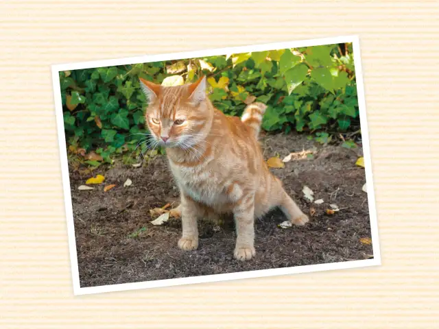 敷地内に野良猫が排泄して困ります。やめさせる方法は？ イメージ