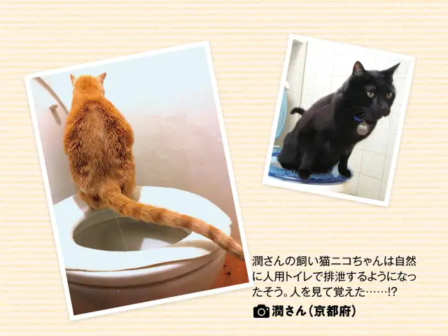 人間のトイレを使う猫がいるってホント？ イメージ