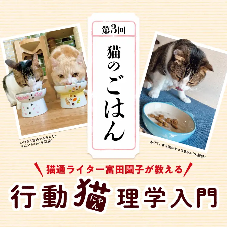 猫通ライター富田園子が教える 行動猫理学入門 第3回「猫のごはん」
