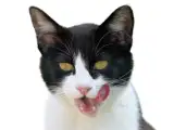 にゃんコラム：猫の「おいしい」表情って？ イメージ