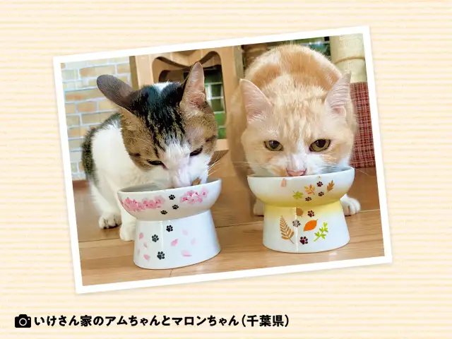 猫は魚が大好物なんですよね？ イメージ