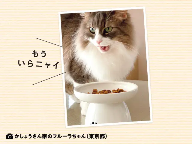 キャットフードをちょっと食べては残し、ちょっと食べては残し…なぜ一度に食べないの？ イメージ
