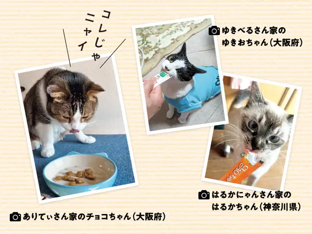 新しいフードにまったく口をつけず。なんでこんなに味にうるさいの？ イメージ