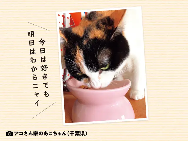 気に入っていたフードを突然食べなくなるワケは？ イメージ