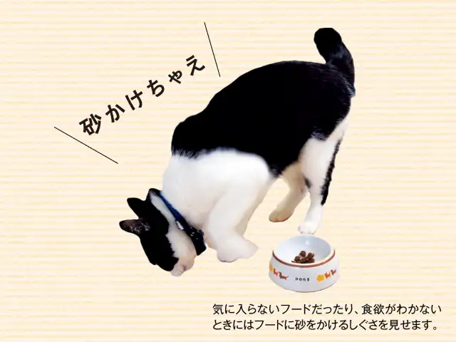 気に入っていたフードを突然食べなくなるワケは？ イメージ2