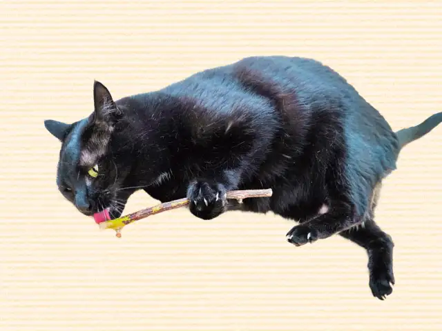 マタタビをあげると、なんでクネクネするの？ イメージ
