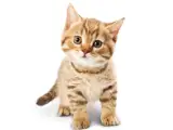 にゃんこラム：新しい猫はストレスになる恐れも