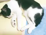 専排泄はペットシーツで受けとめる