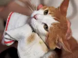 体の清潔を保つ